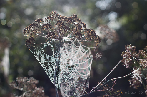 Август на излёте...