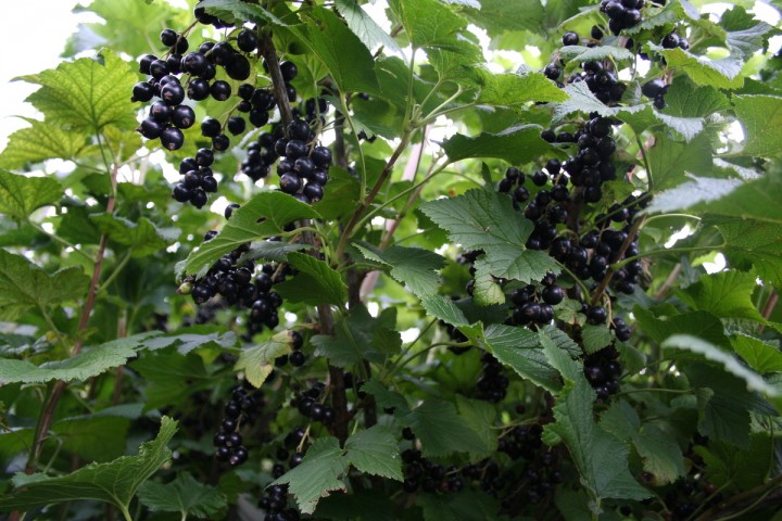 Куст смородины