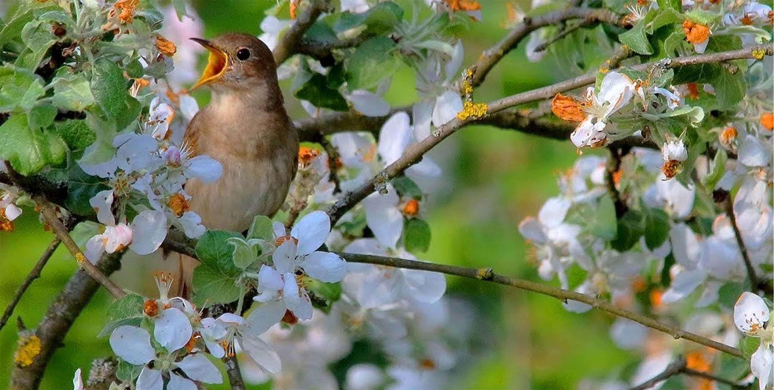 Мы весной поем душой. Птицы в весеннем саду. Птица в цветущем саду. Птицы в яблоневом саду. Соловей в саду.