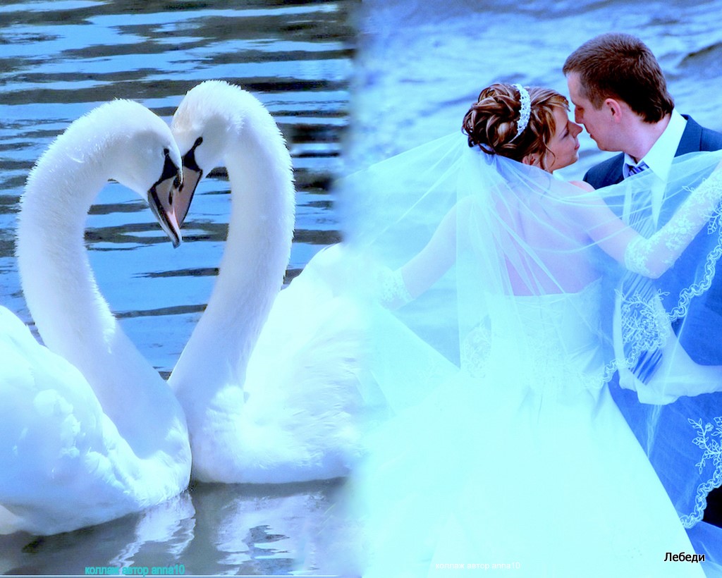 Видео два белых. Красивые лебеди. Видео два белых. Любовь и голуби. Видео два белых.