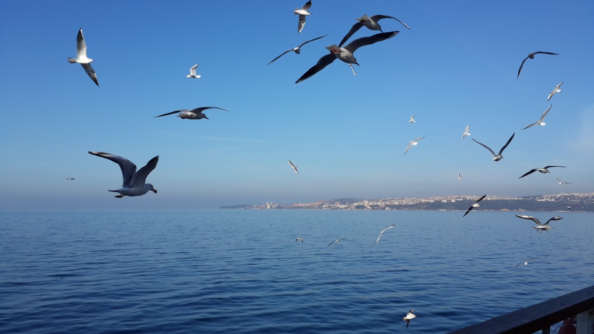 Улетайте птицы