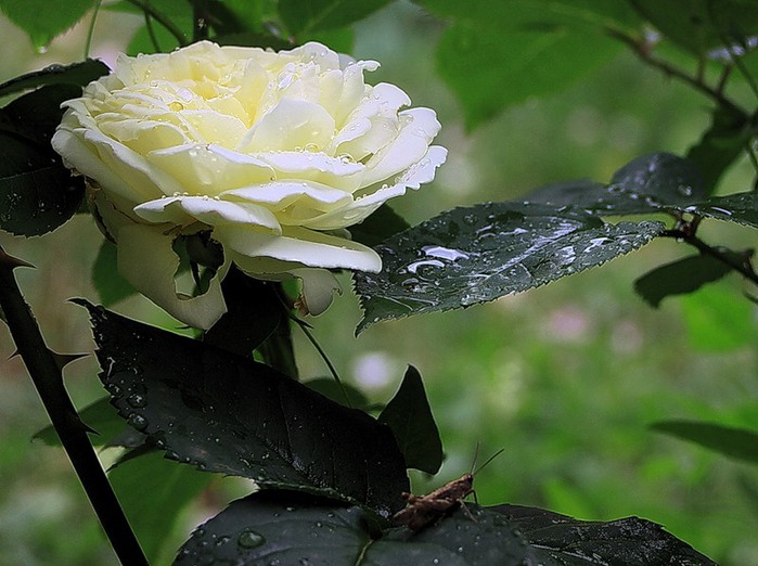 Белая о былом. Куст белых роз. Белые розы после дождя. Белые розы дождь. Розы после дождя.