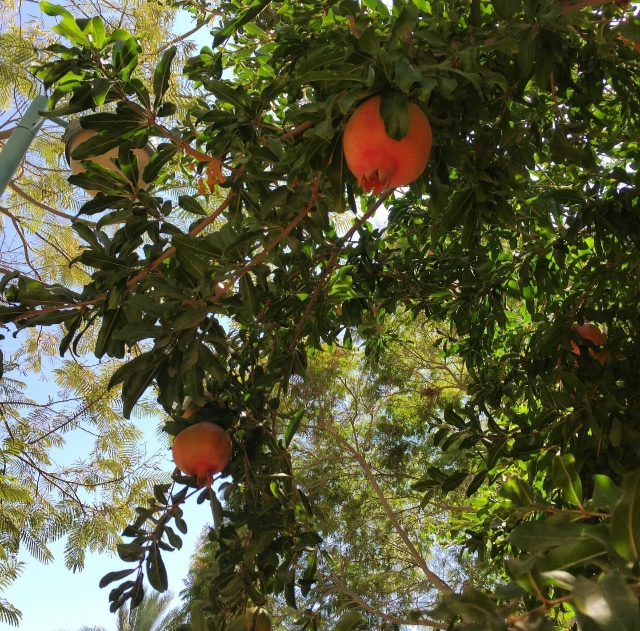 Гранатовый каприз Одессы