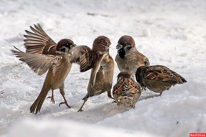 За корку хлеба