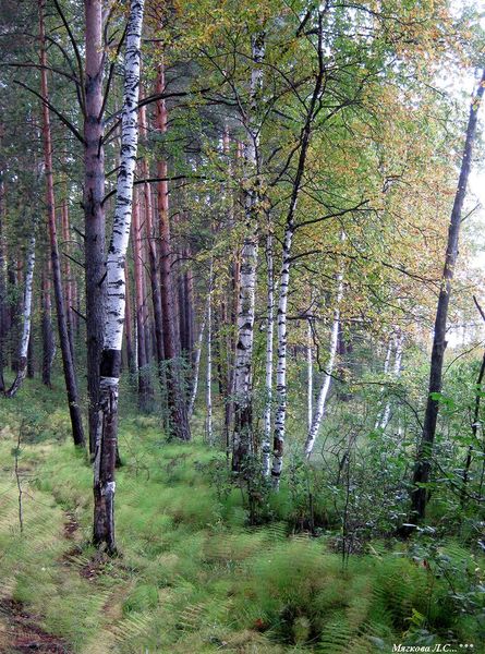 Первый шаг в Осень... Неделя...