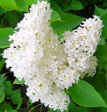 Приходит лето