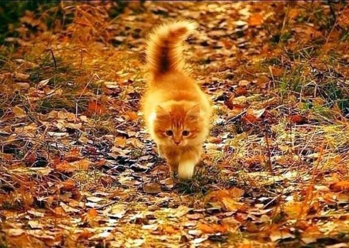 Ступает Рыжая не слышно...