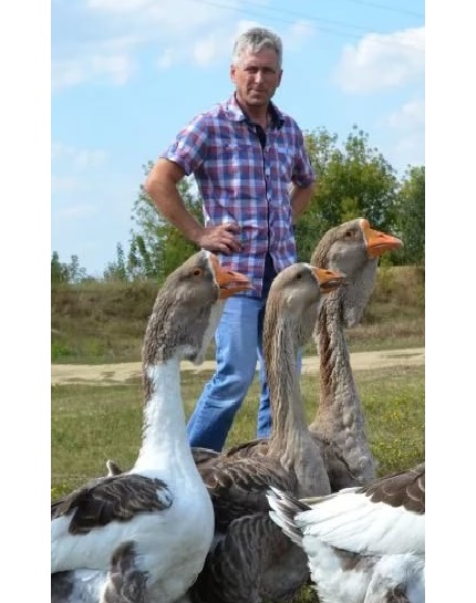 Странный гусь