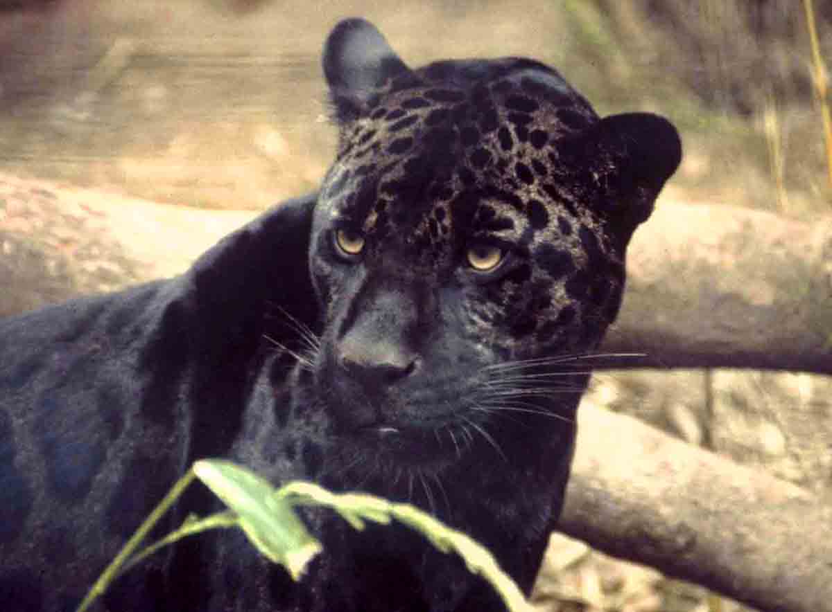 Пантера. Алфавит детский. Буква П. Млекопитающие