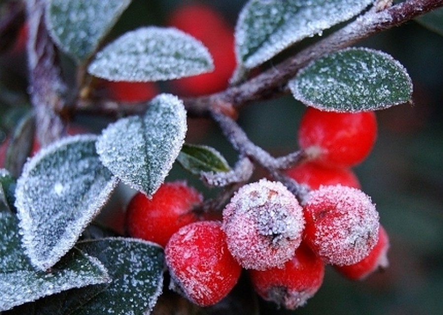 Звезды плачут в синеве
