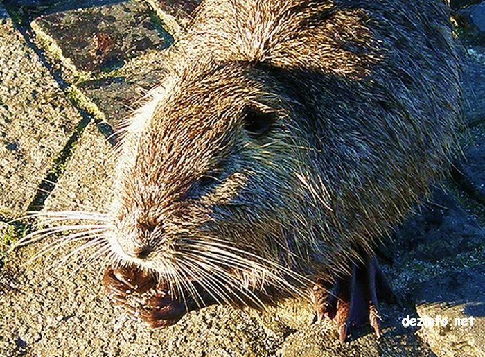 Нутрия. Алфавит детский. Буква Н. Млекопитающие