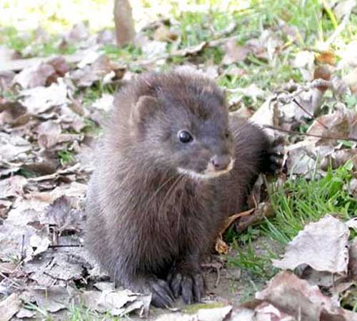 Норка. Алфавит детский. Буква Н. Млекопитающие