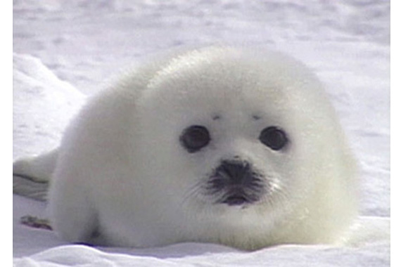 Нерпа. Алфавит детский. Буква Н. Млекопитающие