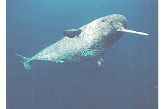 Нарвал. Алфавит детский. Буква Н. Млекопитающие