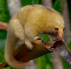 Муравьед. Алфавит детский. Буква М. Млекопитающие