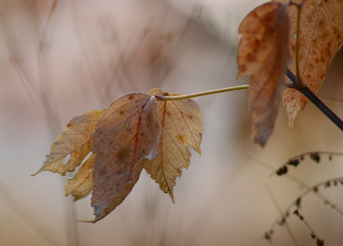 Осенние шрамы...