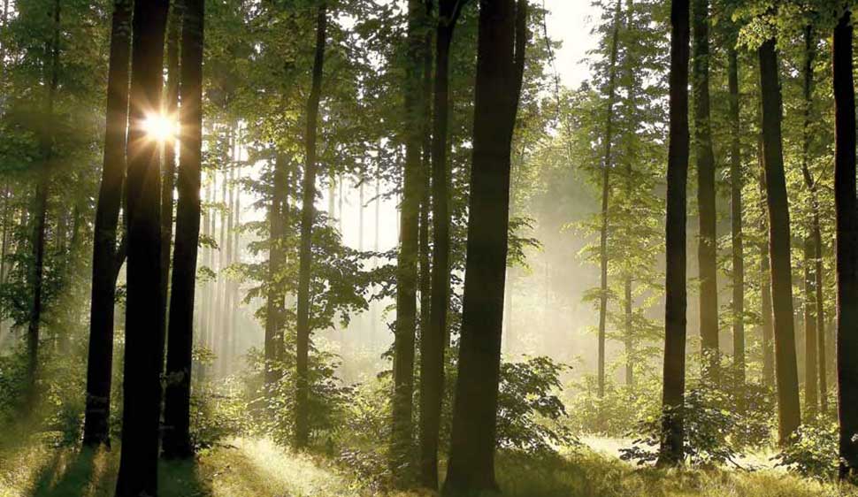 Любовь к природе! Необходима