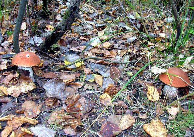 Присыпан, лес шумит, листвою