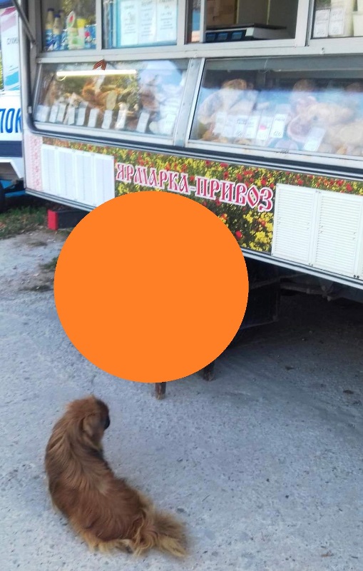 Бесплатный сыр и Говорящий кот Воображения-26