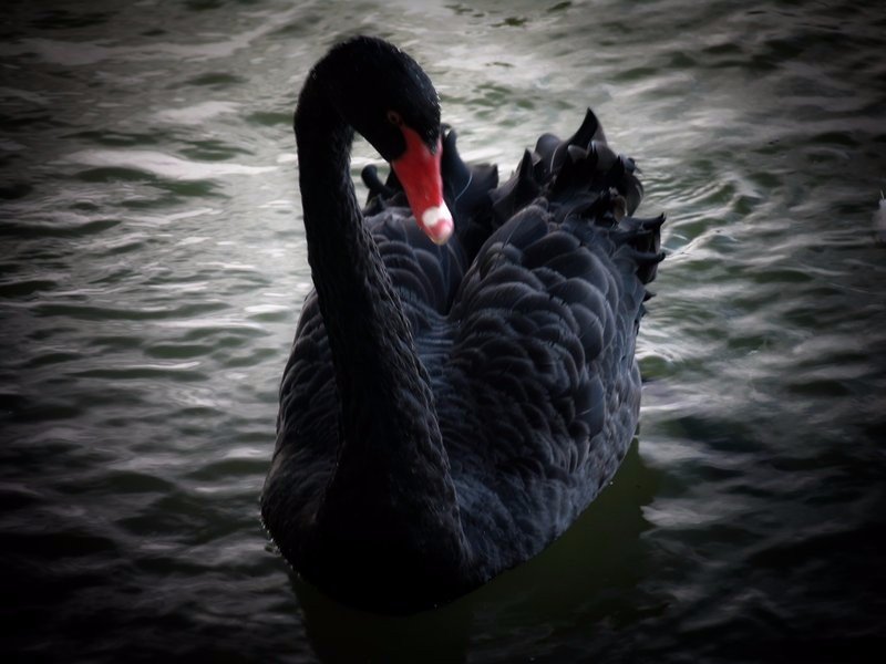Мальтийские лебеди. Глава 1. Чёрный лебедь