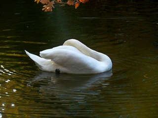 И слова о любви твои - ложь...