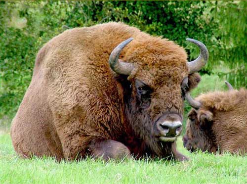 Зубр. Алфавит детский. Буква З. Млекопитающие