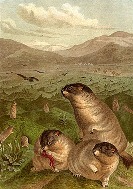 Байбак. Алфавит детский. Буква Б. Млекопитающие