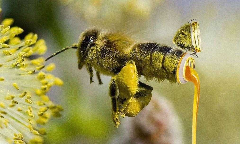 Пчелы пьют весенний. Пчела. Хоботок пчелы. Пчела фото. Нектар пчелиный.