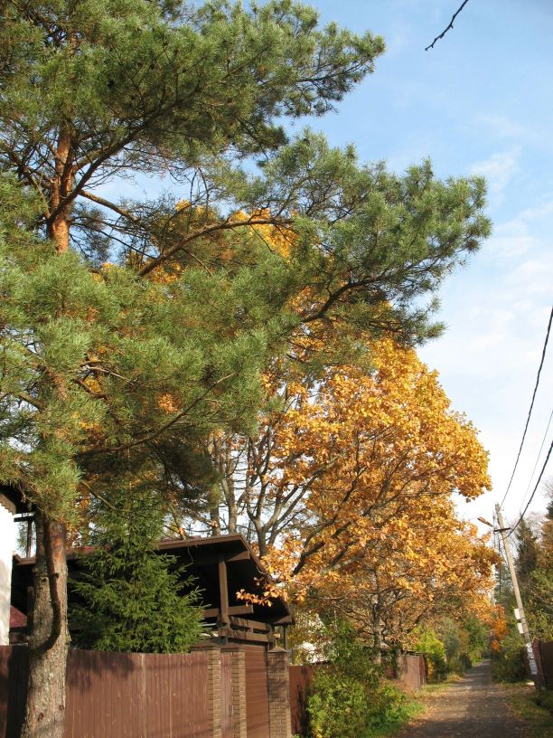 Я б хотел, чтоб осени начало...