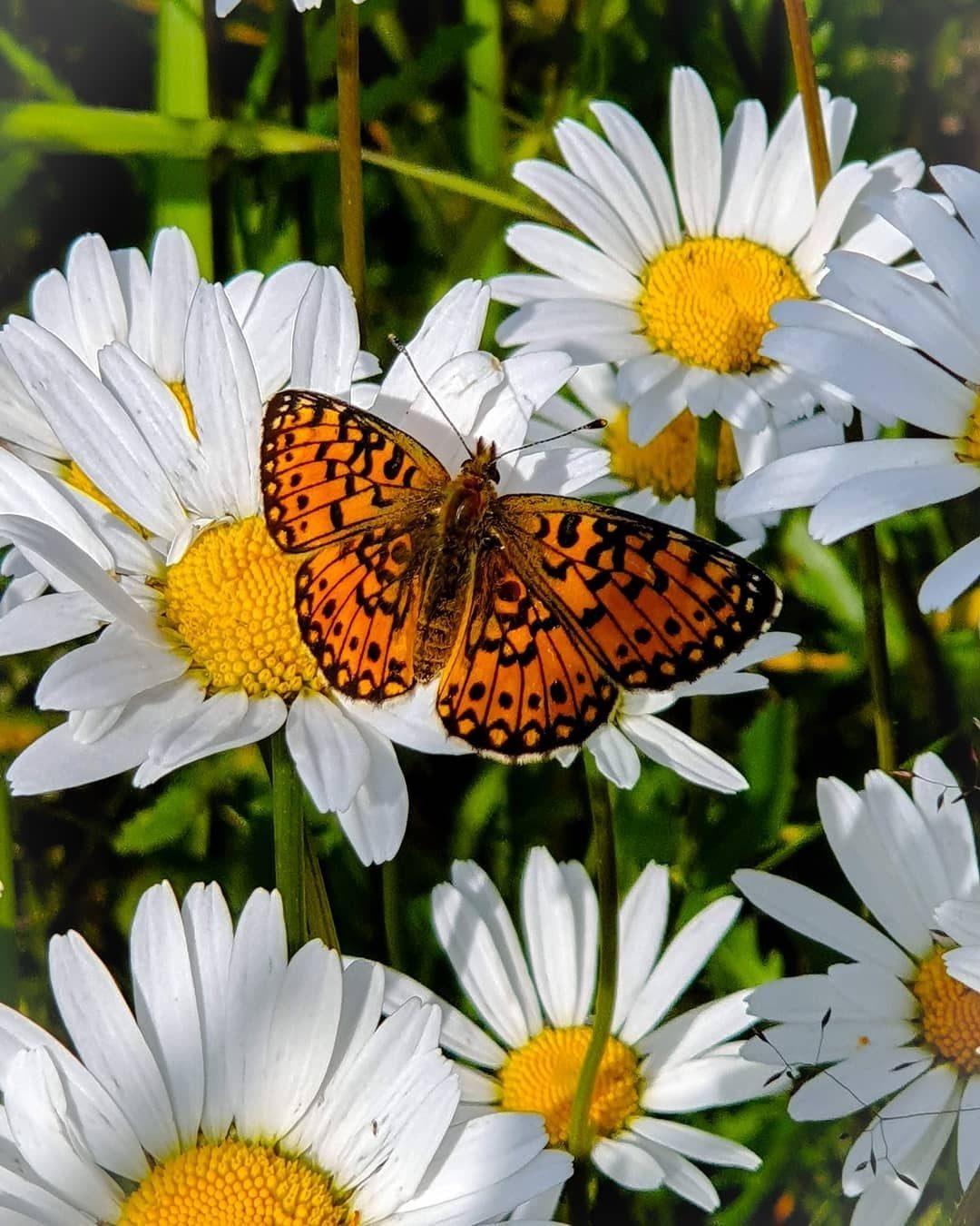 загадка ромашка акростих