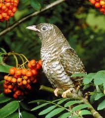 Погадай, кукушечка!