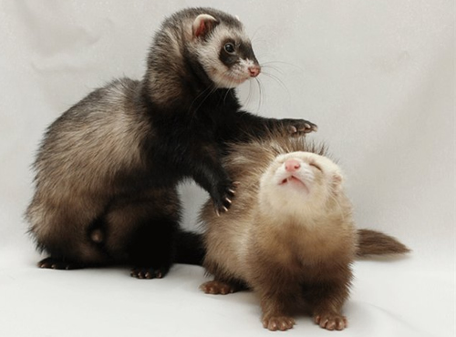 Алфавит детский. Буква Ф. Фретка