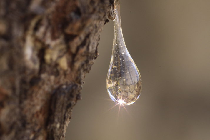 сосновая смола живица. смола на дереве. смола хвойных деревьев. янтарь смола дерева. смола сосны живица.