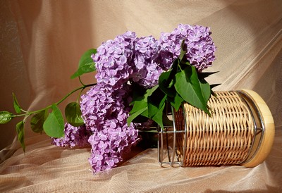 Сердцу хочется любви