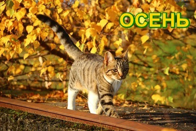 Кошкой желтоглазой