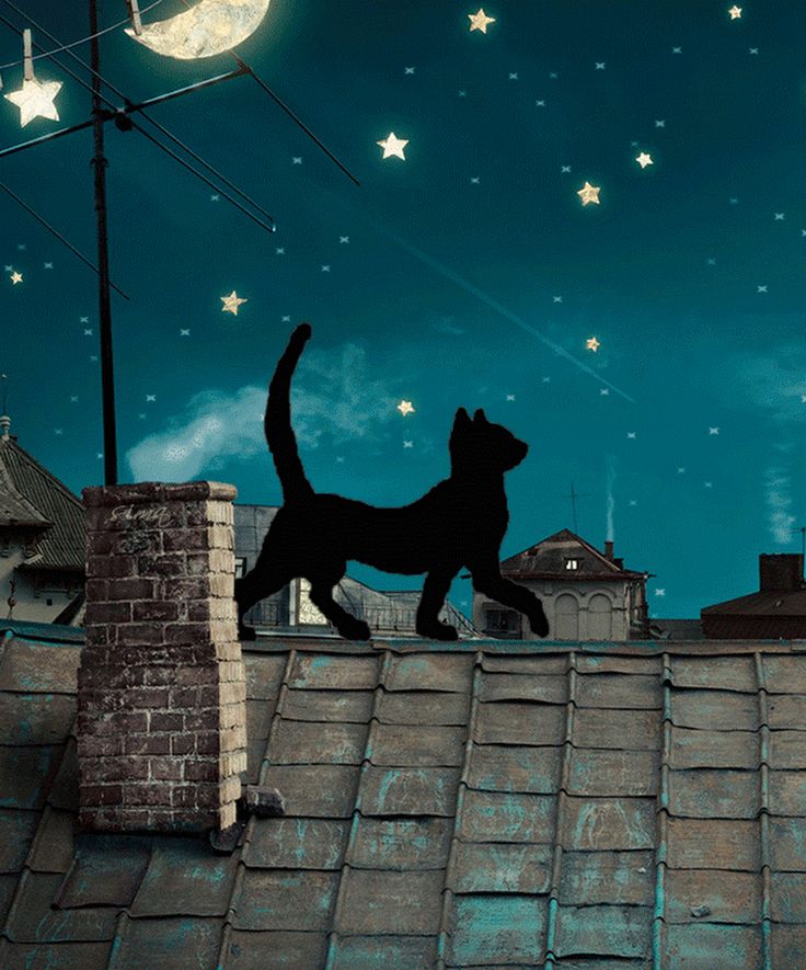 Гуляющая кошка песня. Кошка. Кошки на крыше. Кошка ночью. Кот гуляет по крыше.