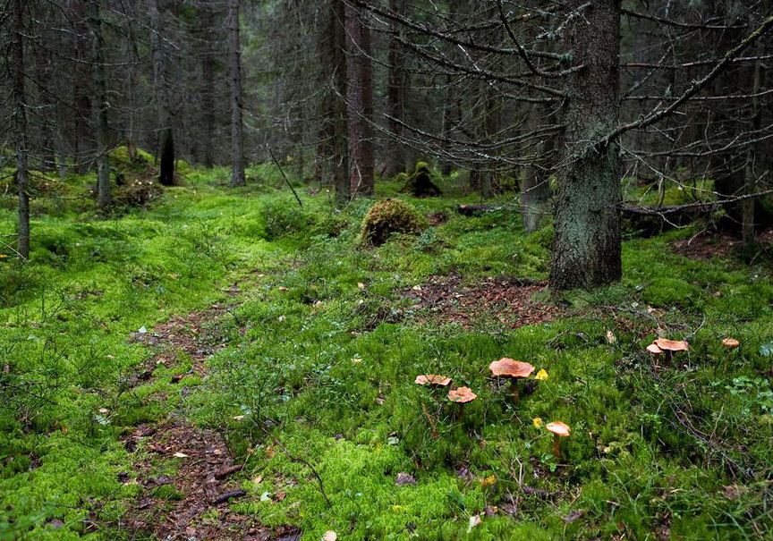 Как найти поляну в лесу. Грибная поляна в лесу. Лес поляна бугор. Тропинка в лесу. Грибная поляна в лесу.