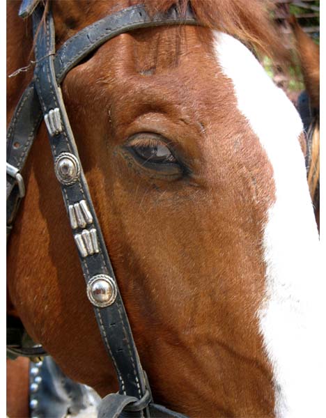 Ода монгольскому коню