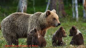 Медведица просила помощь