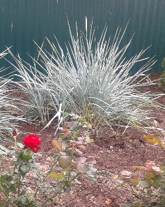 Я думала, сила в уменье простить