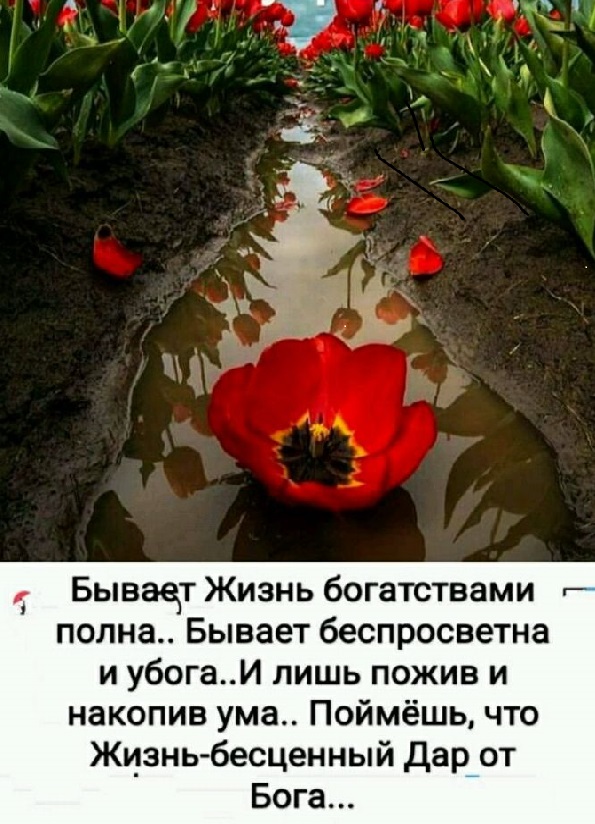 Средь строк Хайяма мысль моя витала...