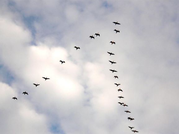 Журавли улетают на юг