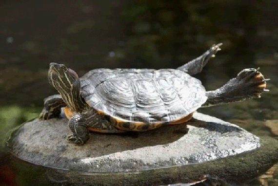Черепаха. Алфавит детский. Буква Ч. Редкие одомашн