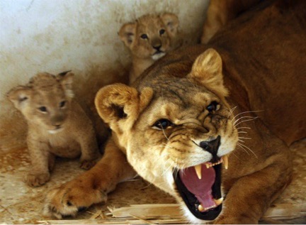 Инстинкт, цикл