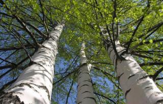 Песня о Родине