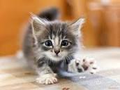 Котёнок, маленький чертёнок
