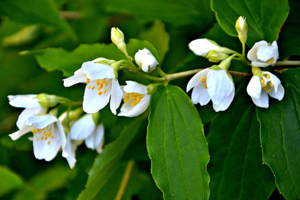 В толпе ищу тебя глазами