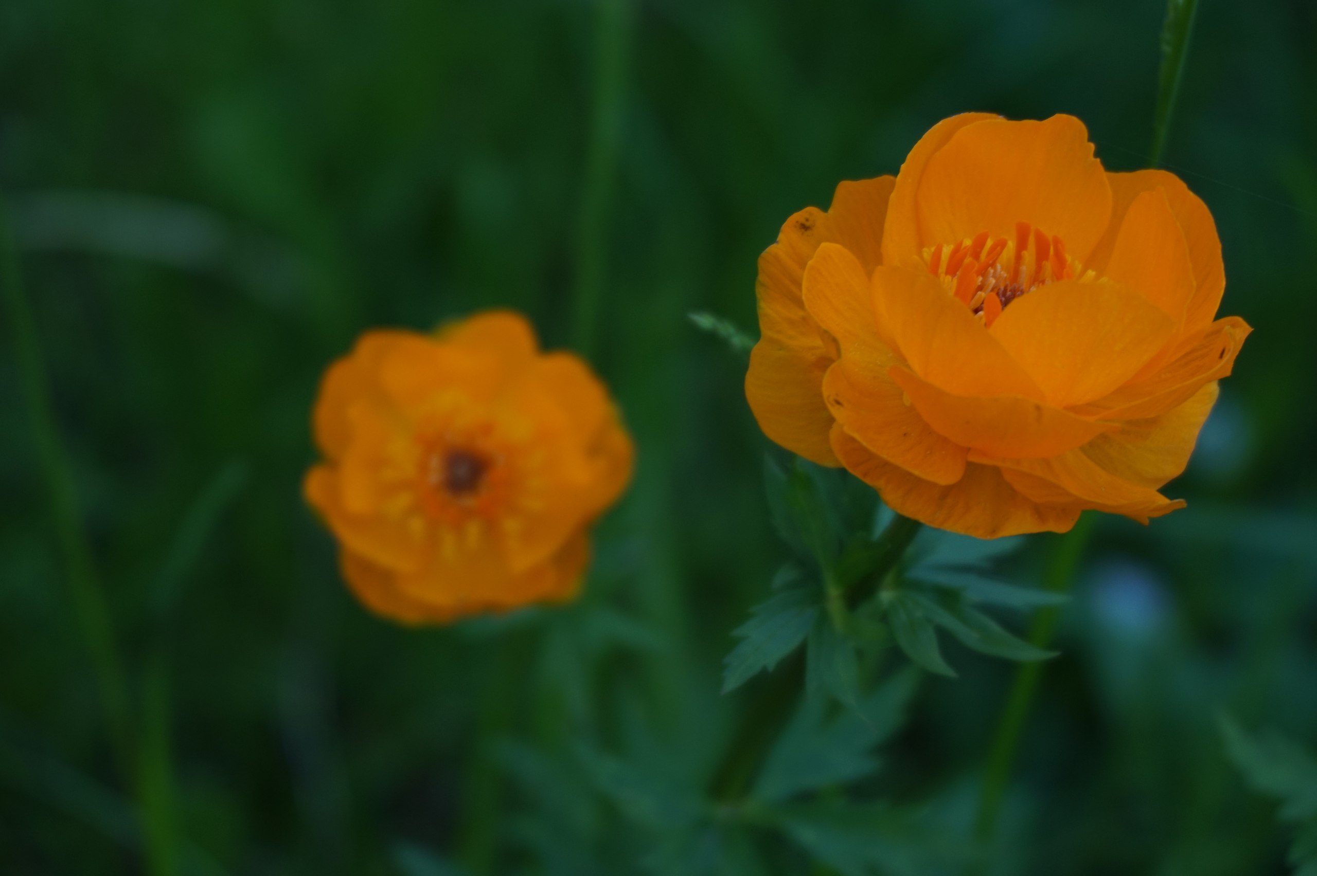 Чудесный мир