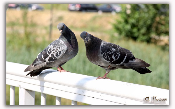 Аннаберды Агабаев Посвящение Перевод