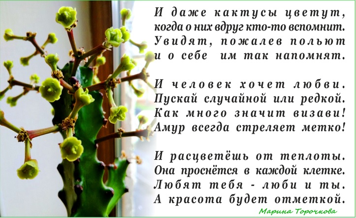 И даже кактусы цветут!